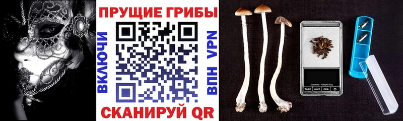 Псилоцибиновые грибы ЛСД omg зеркало Волосово
